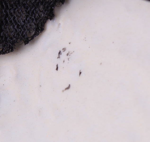 Corey Taylor Signed "Slipknot" Mask (Beckett Hologram) (See Description) at PristineAuction.com Corey Taylor Signed "Slipknot" Mask (Beckett Hologram) (See Description) at PristineAuction.com