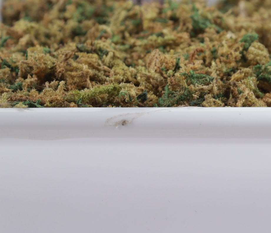 Ralph Macchio Signed "The Karate Kid" Artificial Bonsai Tree Inscribed "The Karate Kid" (AutographCOA COA) (See Description) at PristineAuction.com Ralph Macchio Signed "The Karate Kid" Artificial Bonsai Tree Inscribed "The Karate Kid" (AutographCOA COA) (See Description) at PristineAuction.com