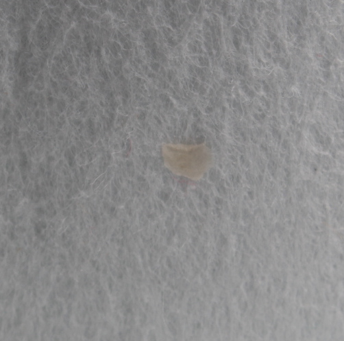 David Koechner Signed Cowboy Hat Inscribed "Whammy" (JSA) at PristineAuction.com David Koechner Signed Cowboy Hat Inscribed "Whammy" (JSA) at PristineAuction.com