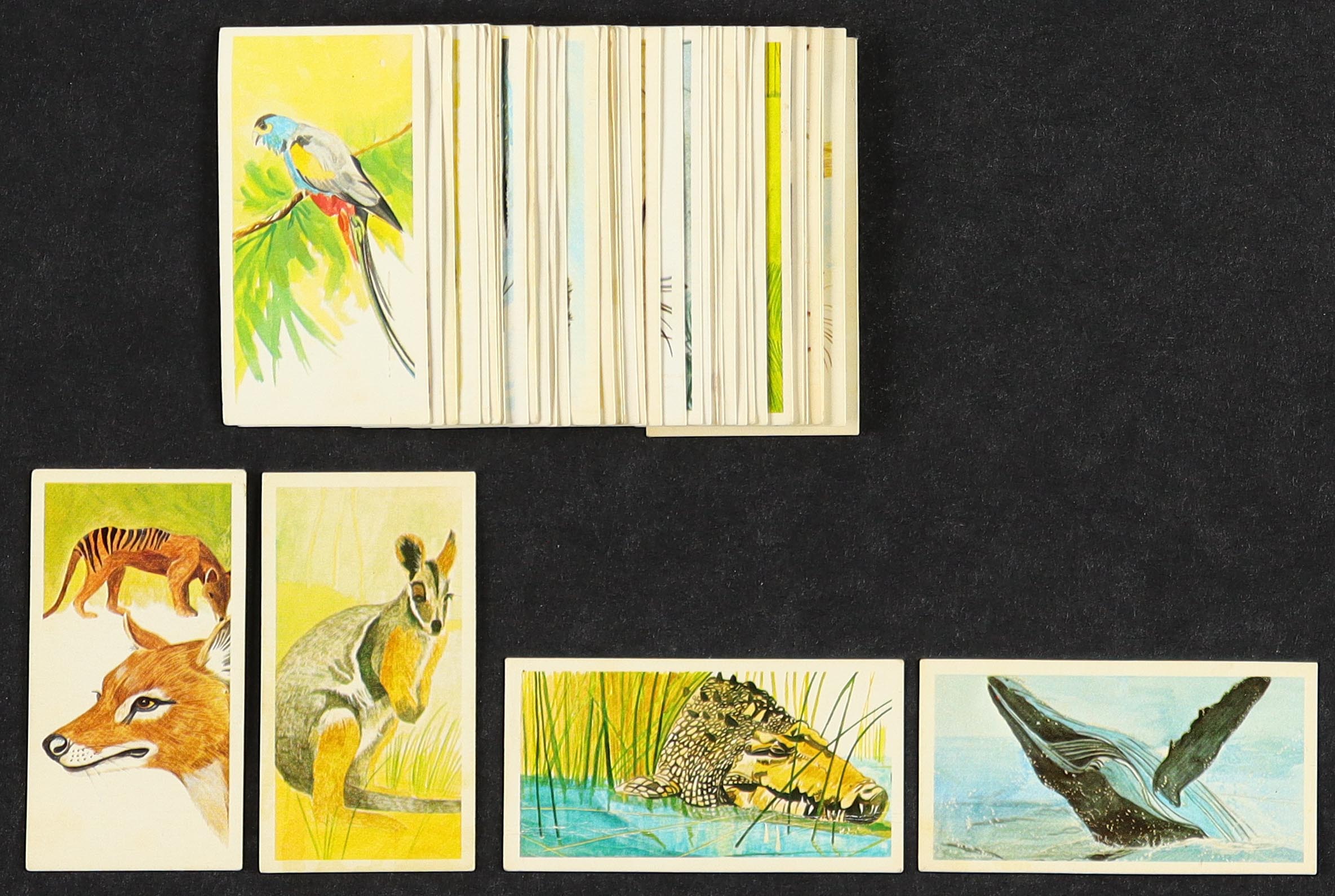 1978 Brooke Bond "Vanishing Wildlife" Complete Set of (40) Tea Set Cards with Thylacine #40, Yellow-Footed Rock Wallaby #39, Estuarine Crocodile #38, Humpback Whale #37 at PristineAuction.com 1978 Brooke Bond "Vanishing Wildlife" Complete Set of (40) Tea Set Cards with Thylacine #40, Yellow-Footed Rock Wallaby #39, Estuarine Crocodile #38, Humpback Whale #37 at PristineAuction.com