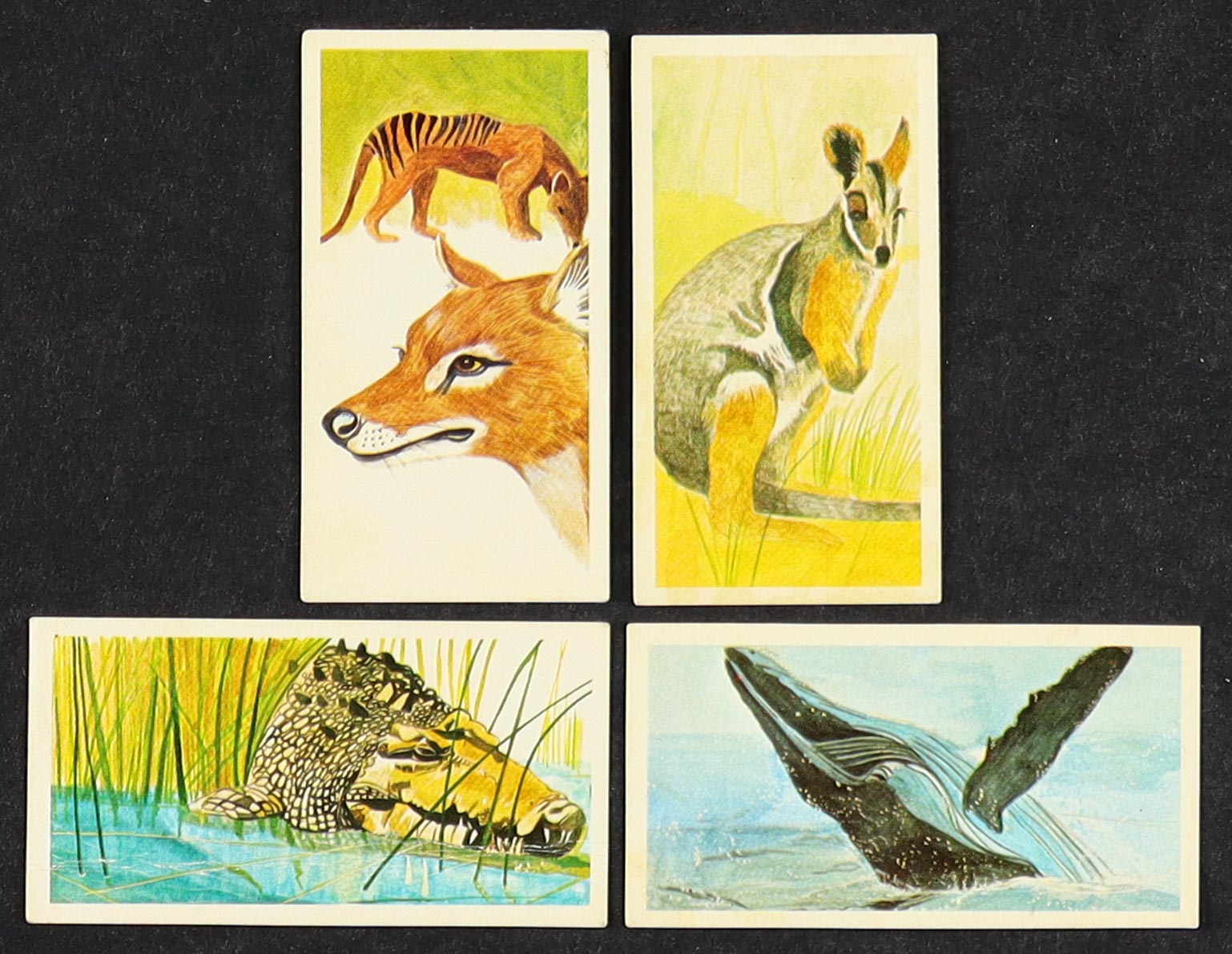 1978 Brooke Bond "Vanishing Wildlife" Complete Set of (40) Tea Set Cards with Thylacine #40, Yellow-Footed Rock Wallaby #39, Estuarine Crocodile #38, Humpback Whale #37 at PristineAuction.com 1978 Brooke Bond "Vanishing Wildlife" Complete Set of (40) Tea Set Cards with Thylacine #40, Yellow-Footed Rock Wallaby #39, Estuarine Crocodile #38, Humpback Whale #37 at PristineAuction.com
