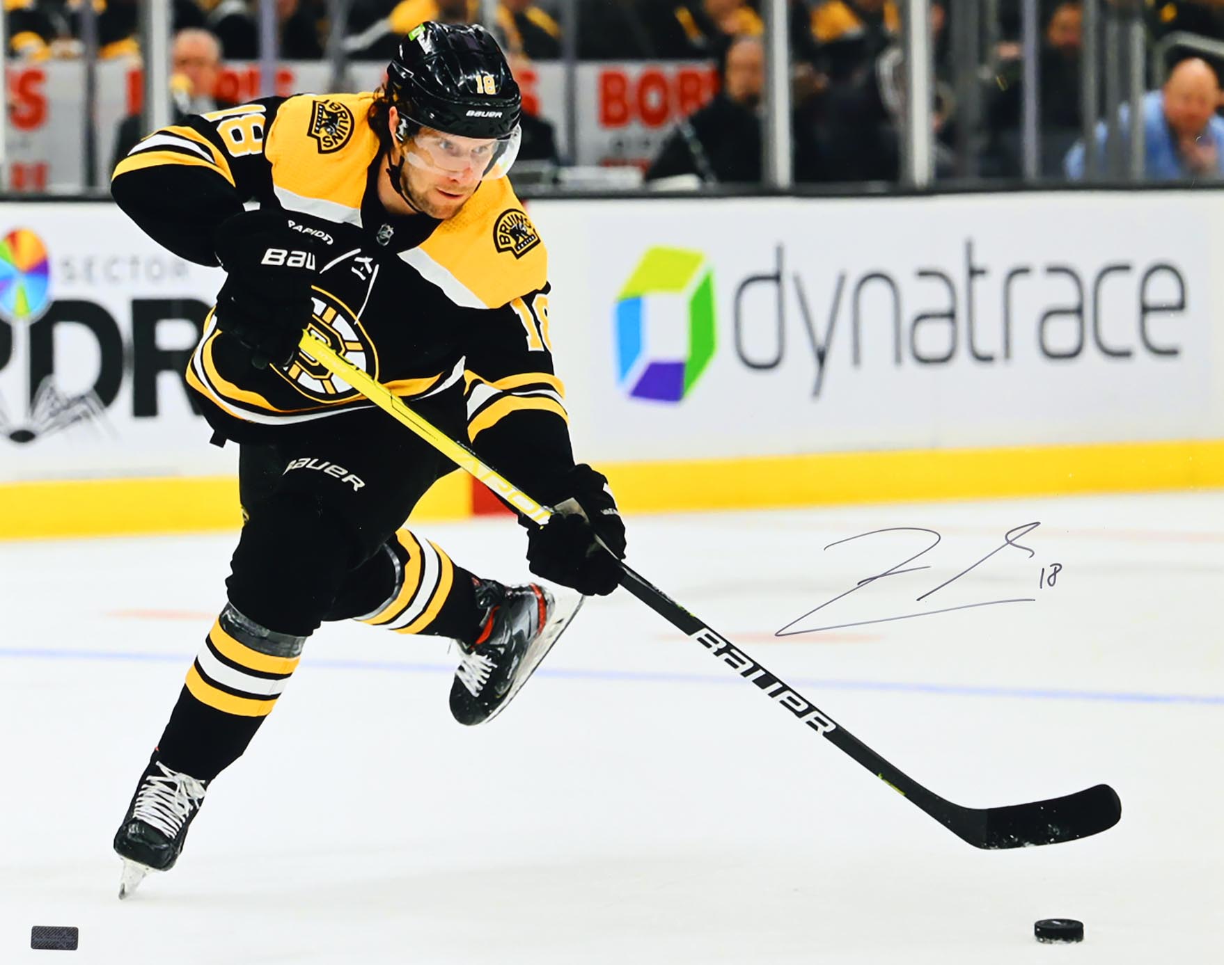 Pavel Zacha Signed Bruins 16x20 Photo (New England Picture) at PristineAuction.com Pavel Zacha Signed Bruins 16x20 Photo (New England Picture) at PristineAuction.com