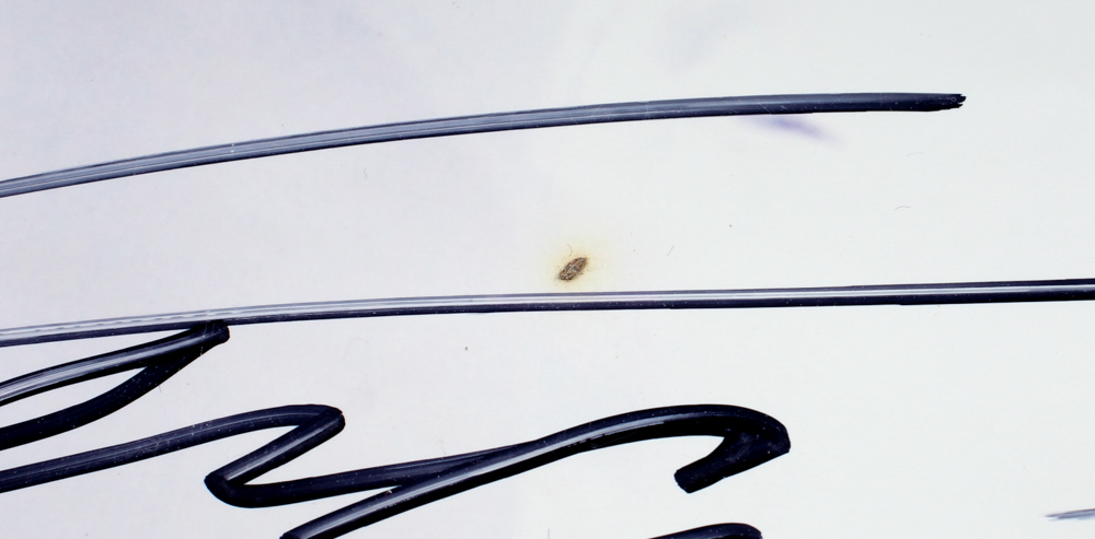 Vladimir Guerrero Signed Angels 16x20 Photo (JSA) at PristineAuction.com Vladimir Guerrero Signed Angels 16x20 Photo (JSA) at PristineAuction.com