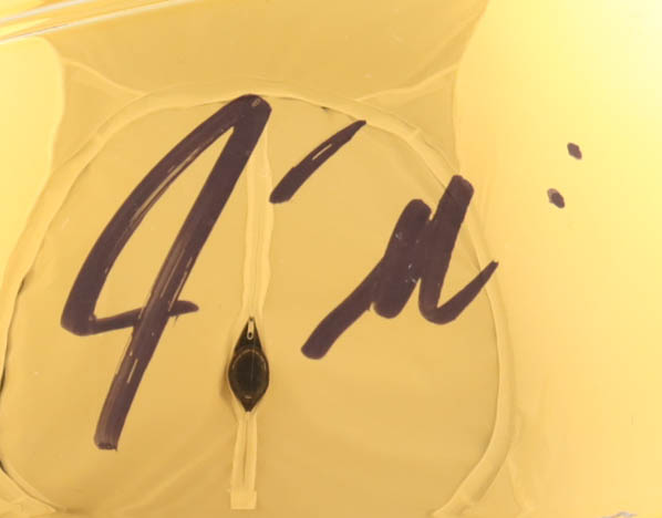 Jason Williams Signed Heat NBA 3x Champions Replica Trophy (PA) at PristineAuction.com Jason Williams Signed Heat NBA 3x Champions Replica Trophy (PA) at PristineAuction.com