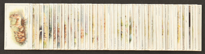 1925 John Player & Sons Dogs Complete Set of (50) Cards at PristineAuction.com 1925 John Player & Sons Dogs Complete Set of (50) Cards at PristineAuction.com