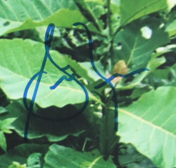 Christian Bale & Steve Zahn Signed "Rescue Dawn" Custom Framed Photo (PSA) at PristineAuction.com Christian Bale & Steve Zahn Signed "Rescue Dawn" Custom Framed Photo (PSA) at PristineAuction.com