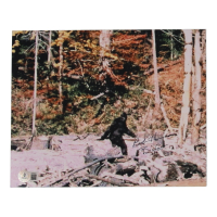 Bob Heironimus Signed "Patterson&ndash;Gimlin Film" 8x10 Photo Inscribed "Bigfoot" (Beckett) at PristineAuction.com